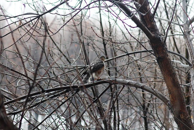 Free Tree Winter photo and picture
