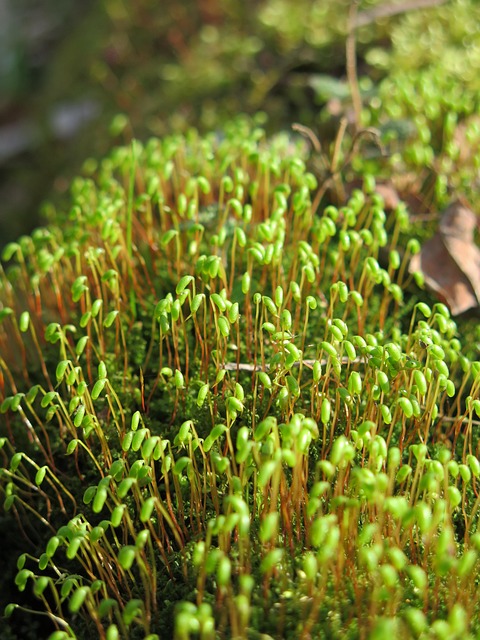Free Nature Vegetation photo and picture