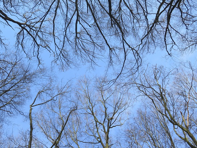 Free Forest Nature photo and picture