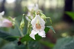 balsam, white, blossom