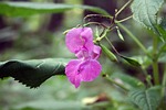 balsam, pink, indian springkraut