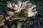 giant lingzhi, mushroom, tree fungus
