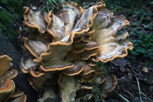 Gigante Lingzhi, Cogumelo