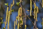 plant, tree, nature