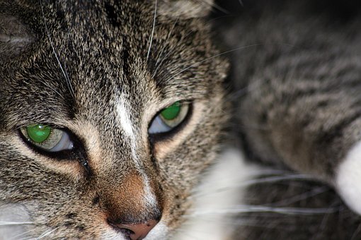 Gato, Olhos De Gato, Animal Doméstico