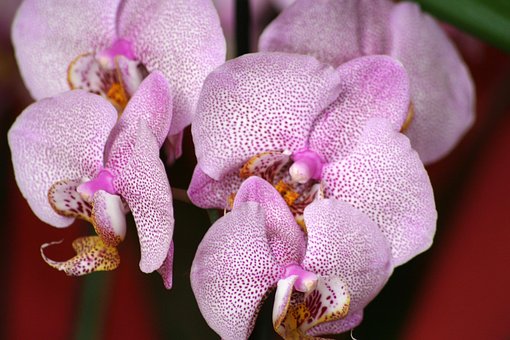 Orquídea, Flor, Rosa, Fundo Flor