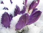 nature, flower, flora