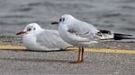 birds, wildlife, nature