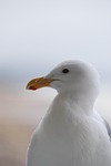 bird, nature, wildlife