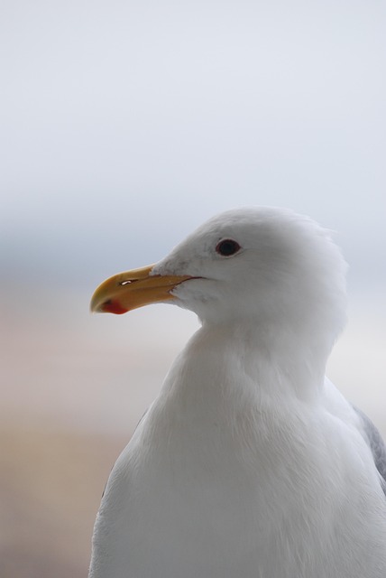 Free Bird Nature photo and picture
