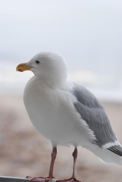 Free Bird Nature photo and picture