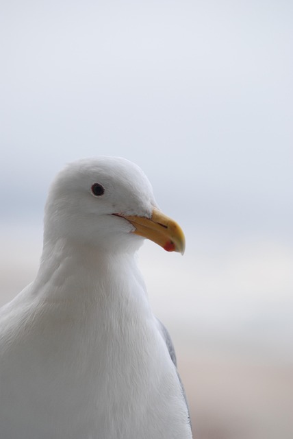Free Bird Nature photo and picture
