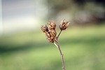 nature, at the court of, no one