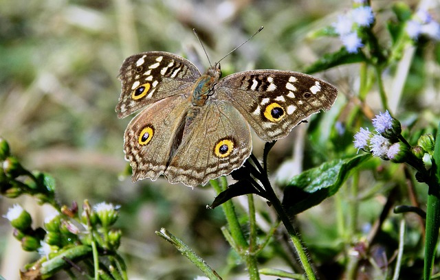 Free Butterfly Nature photo and picture