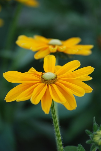 Free Nature Flower photo and picture