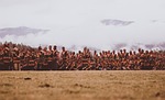 people, group, military