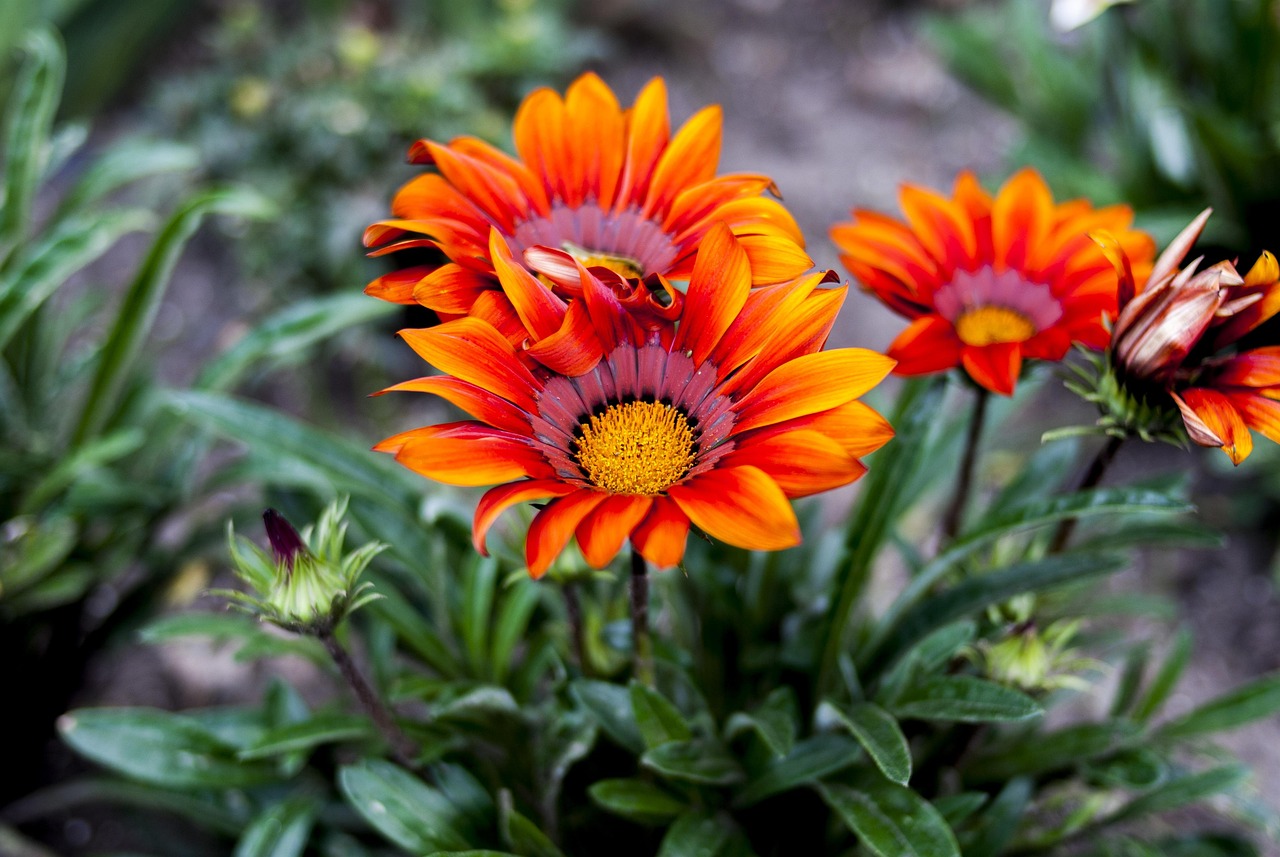 夏天有什么植物花 nature-3109405_1280.jpg