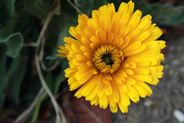 Free Nature Plant photo and picture