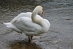 swan, clean, stand