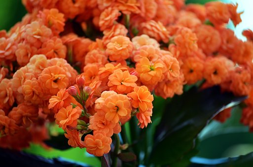 Free Blossoms Flower photo and picture