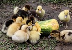 installments, small, fluffy