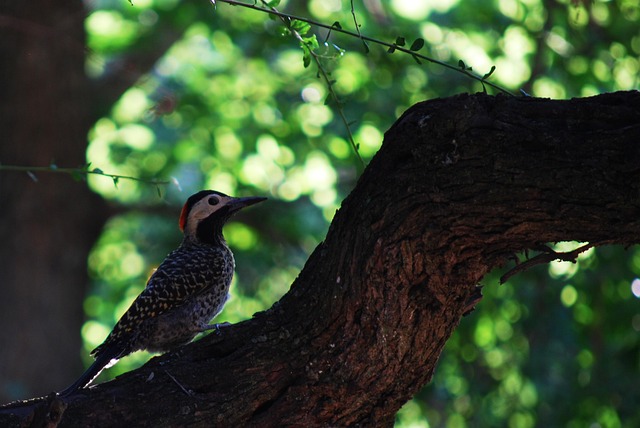 Free Birds Nature photo and picture
