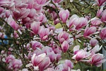 magnolia, blossom, bloom