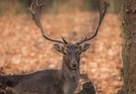 animal world, nature, mammal