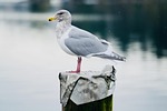 seagull, bird, water