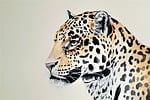 leopard, cat, beast