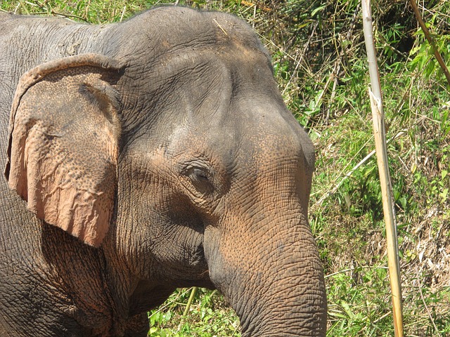 Free Elephant Elephant Head photo and picture