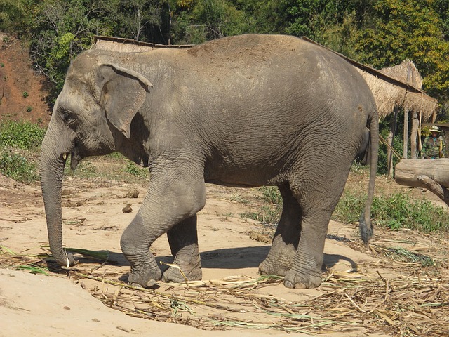 Free Elephant Nature photo and picture