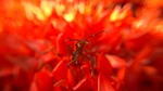 nature, flower, plant