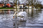 high water, swan, flow