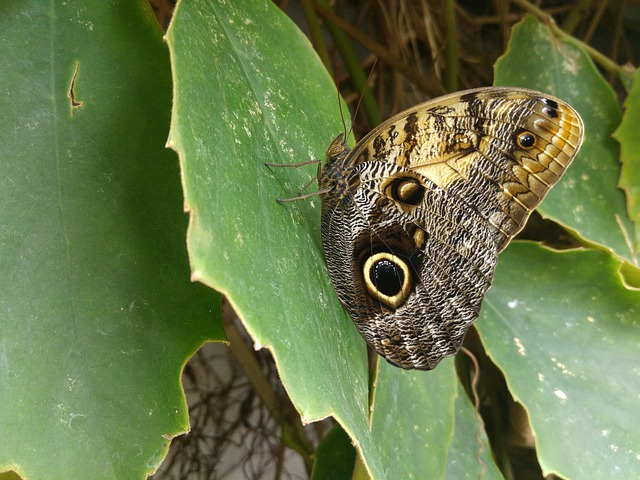Free Butterfly Granada photo and picture