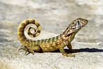 reptile, nature, animal