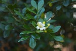 leaf, nature, plant