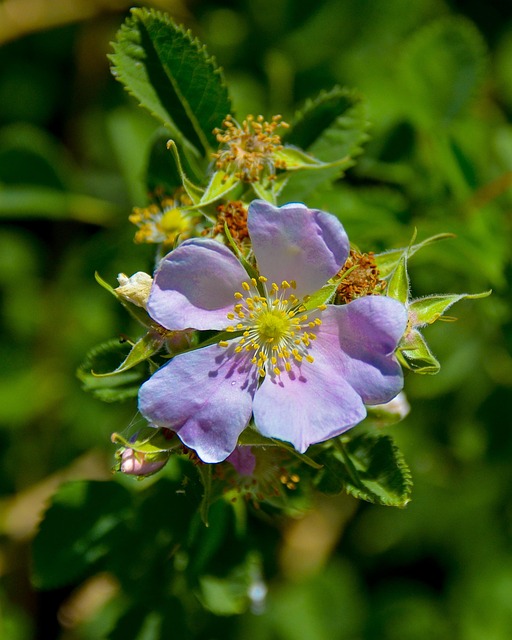 Bloem, Flora, Natuur, Bloem Behang, Tuin
