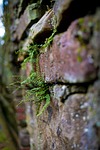 moss, nature, wood