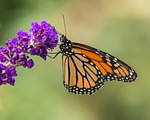 butterfly, insect, nature