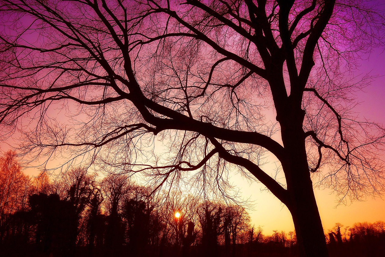 Free Tree Bare Tree photo and picture