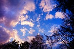 tree, branch, silhouette