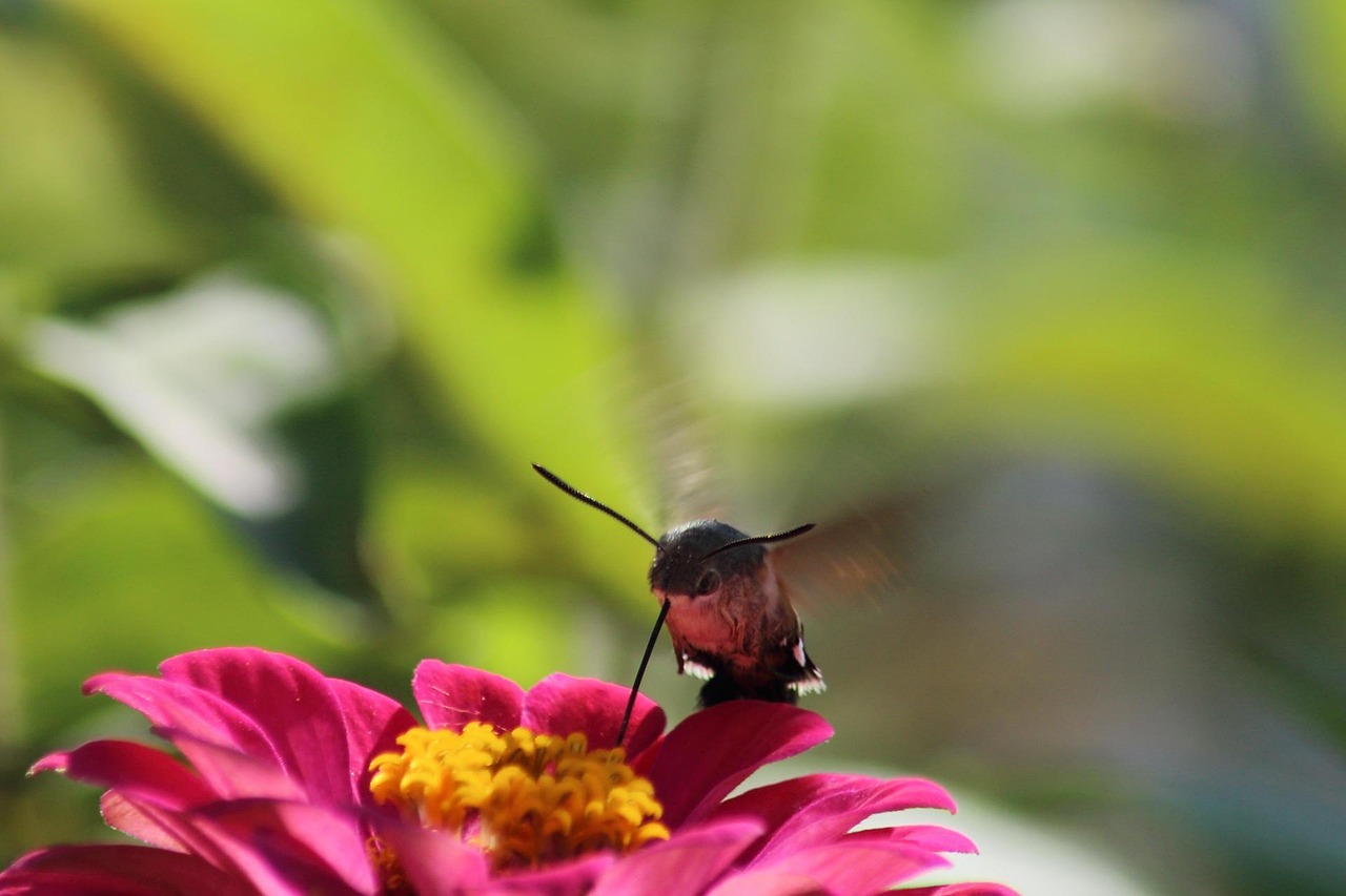 自然 花卉 昆虫 - Pixabay上的免费照片 - Pixabay