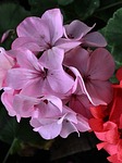 geranium, plants, garden