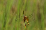 nature, insect, grass