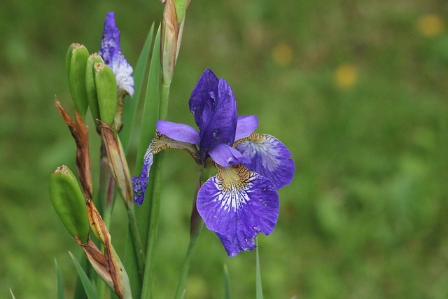 Free Flower Beautiful Flowers photo and picture