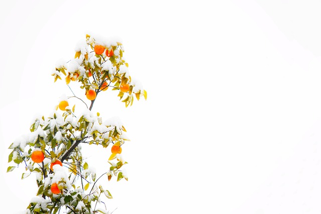 Free Nature Plant photo and picture