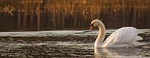 swan, birds, water bird
