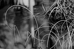 black and white, pond, plant