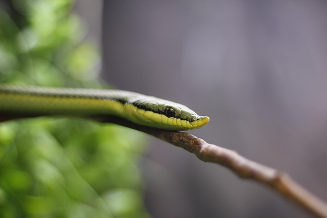 Free Nature Snake photo and picture